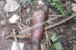 भरतपुरको चौबिसकोठीमा काटेर फालिएको मानव हात फेला