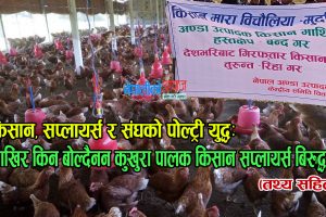 किसान, सप्लायर्स र संघको पोल्ट्री युद्धः आखिर किन बोल्दैनन कुखुरा पालक किसान सप्लायर्स बिरुद्ध ?