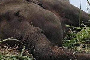 धेरै छावा जन्माउने पूजाकलीको मृत्यु