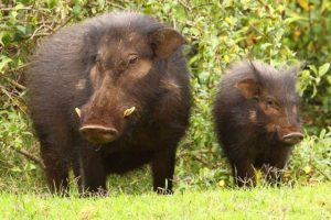 बँदेल आक्रमणमा परी तीन घाइते