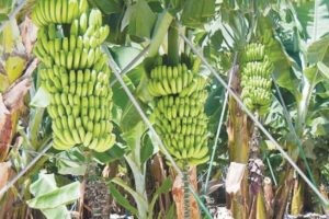 रत्ननगर महोत्सवमा केरा बगैचा प्रतियोगिता हुने