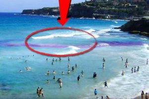 चितवनका विशाल सेढाईं र धादिङका रोशन छत्कुलीको अष्ट्रेलियामा मृत्यु