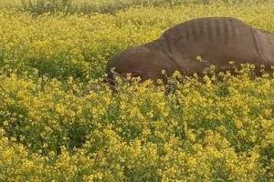 विद्युतीय धरापमा परेर गैँडा मर्‍यो