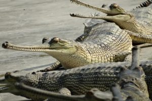 राप्तीमा छाडियो लोपोन्मुख ५० घडियाल गोही
