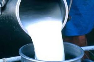 बन्दाबन्दीले दुध उत्पादनमा कमी