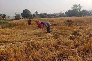 लकडाउनमा माडीका किसानहरु गहुँ काट्ने चटारोमा