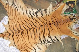 लकडाउनको मौका छोपेर निकुञ्जमा तस्करी