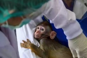 कोरोनाको खोप बाँदरमा परीक्षण, सकारात्मक नतिजा प्राप्त