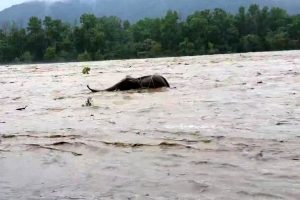 नारायणी नदीमा खतराको तह नाघ्यो, उच्च सतर्कता अपनाउन आग्रह