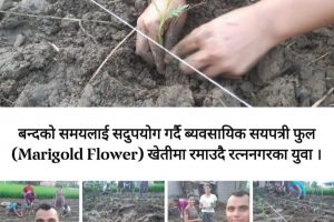 लकडाउनमा सयपत्री फुल खेतीमा लाग्न सबैलाई अभिप्रेरित गर्दै रत्ननगरका एक युवा