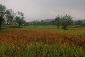 माडीका किसान धान खेतीमा राेग लागेपछि मर्कामा