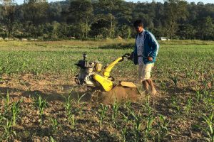 माडीमा लकडाउनका कारण फलफूलखेती हुन नसकेपछि मकै खेती गरियो