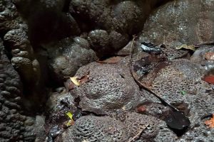 परुई खोलाको सिरानकाे भिषण पत्थरमा राम र सीताको जस्तै आकृति