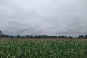 माडीमा यस बर्ष मकै उत्पादनमा ह्रास आउन सक्ने सम्भावना