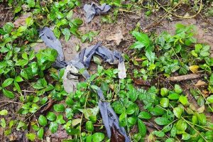 चितवनको कुमरोजमा बाघले खाएको अवस्थामा महत्तोको अवशेष फेला