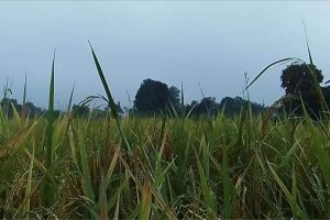 माडीमा हावाहुरी सहित ठुलो पानी पर्दा धान काट्न किसानलाई मुस्किल