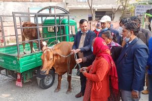 रत्ननगर नगरपालिकाले दियो पशुपालक किसानलाई ५० प्रतिशत अनुदानमा गाई
