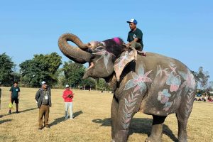 चितवन हात्ती महोत्सव : विजुलीकलीलाई हात्ती सुन्दरीको ताज