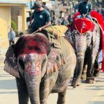 चितवन हात्ती महाेत्सव : आज सुन्दरी र हात्तीको उपचार साैराहा ।