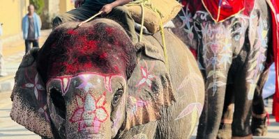 चितवन हात्ती महाेत्सव : आज सुन्दरी र हात्तीको उपचार साैराहा ।