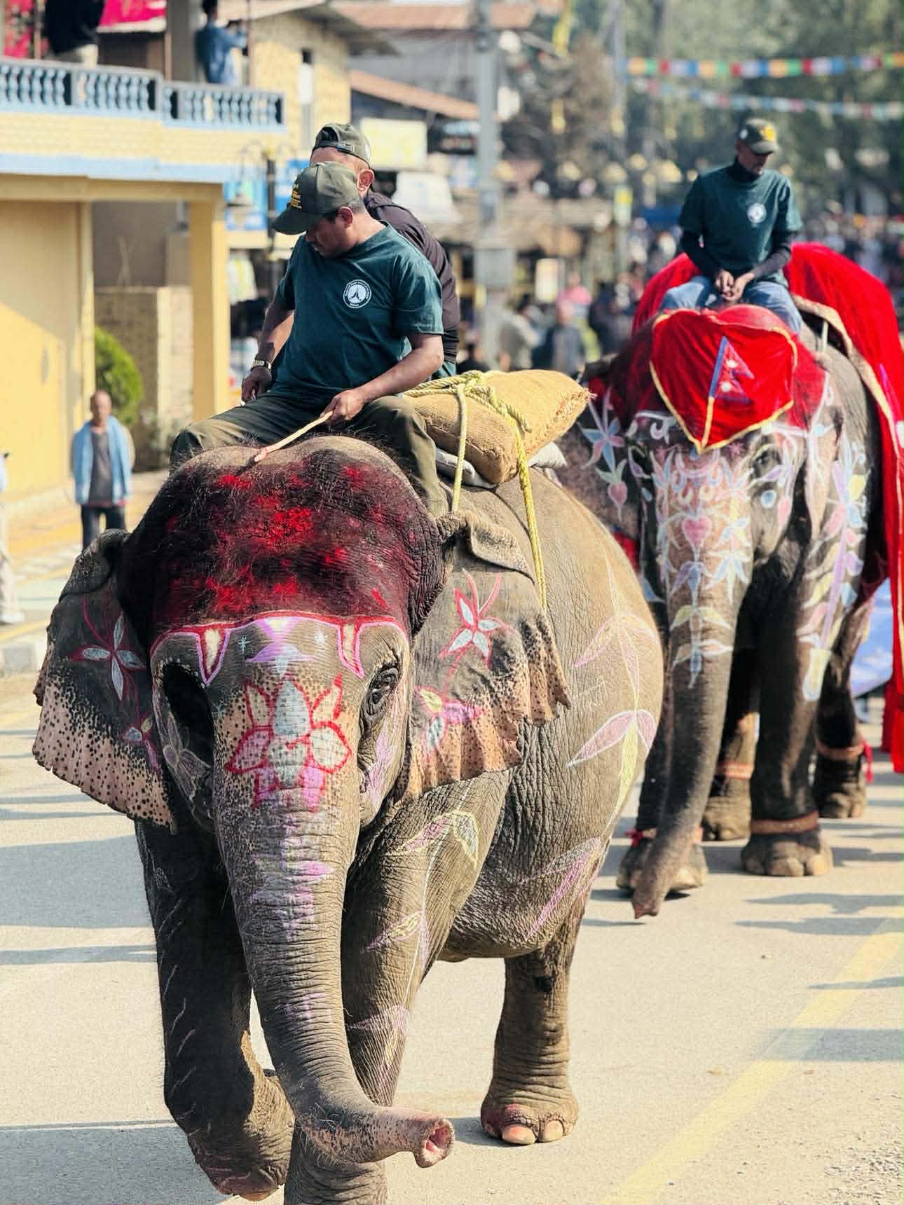 चितवन हात्ती महाेत्सव : आज सुन्दरी र हात्तीको उपचार साैराहा ।
